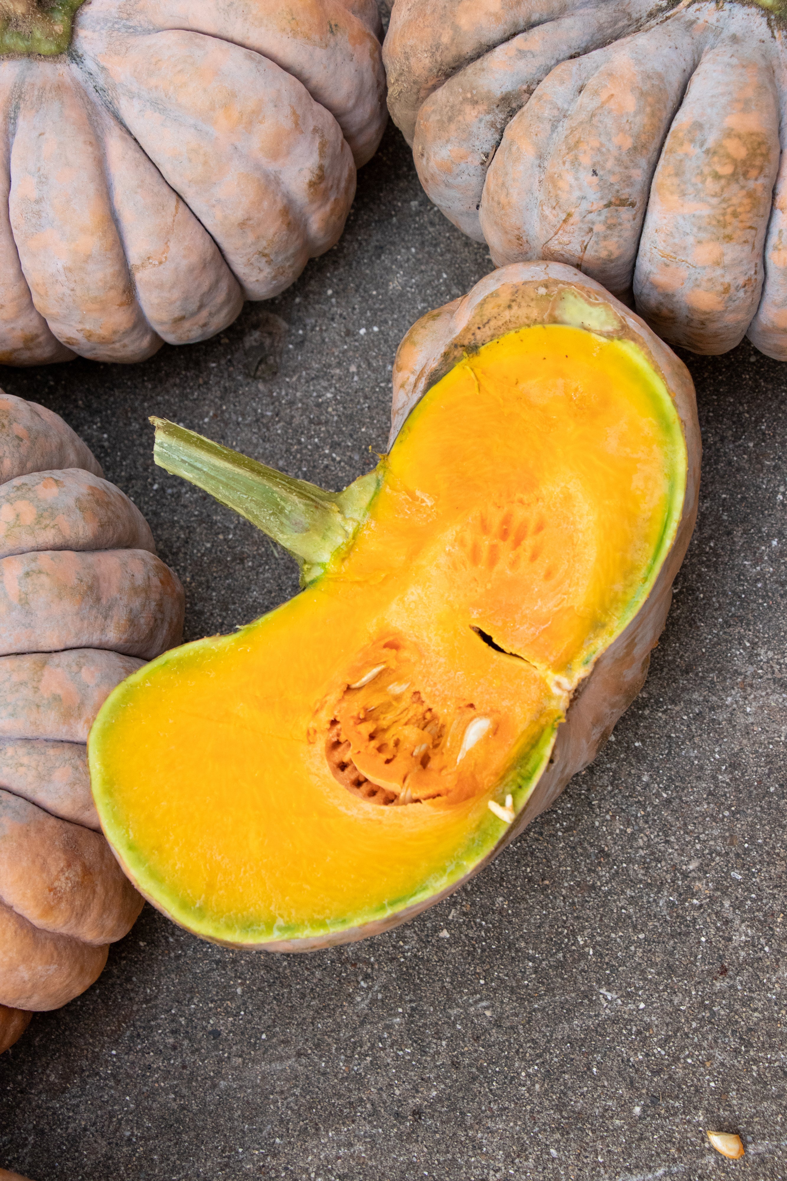Kai Kai F1 Hybrid Squash Seeds - Image 4