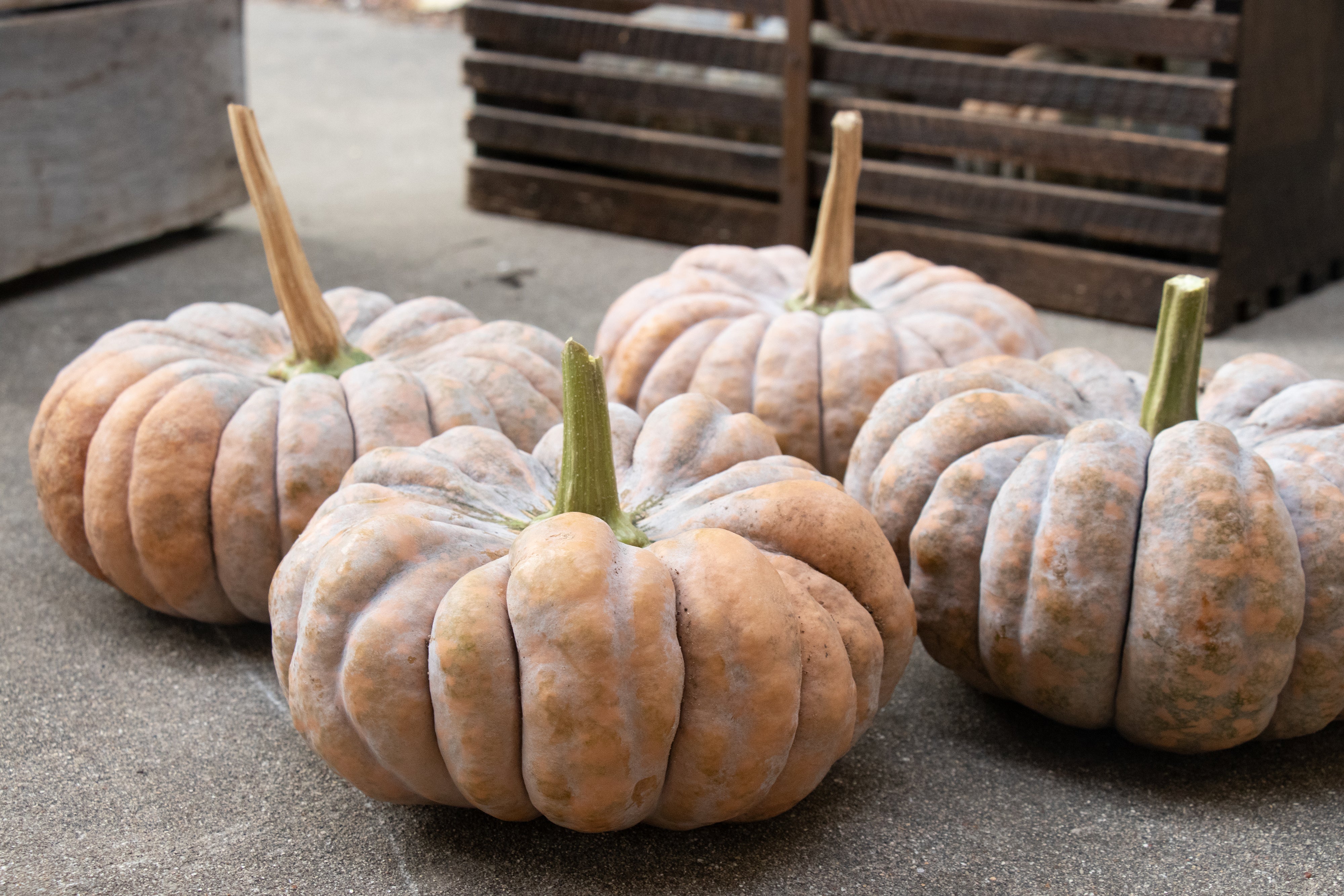 Kai Kai F1 Hybrid Squash Seeds - Image 5