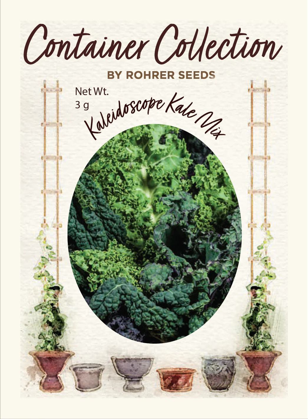 Kaleidoscope Mix Kale (800 seeds), Container Collection - Image 2