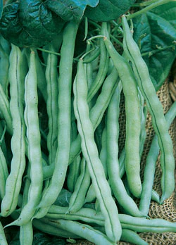 Kentucky Wonder Pole Bean Seeds