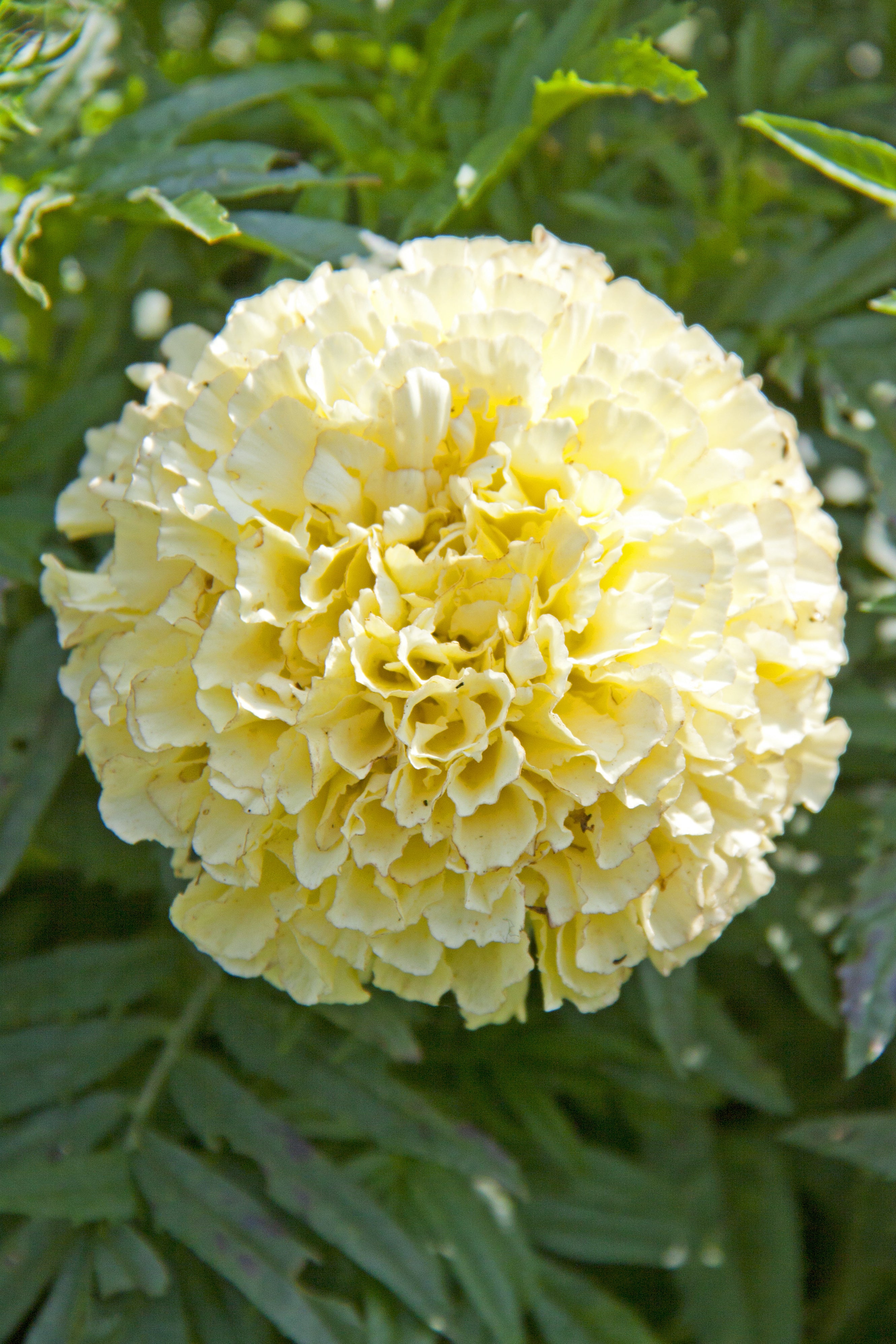 Kilimanjaro White Marigold Seeds