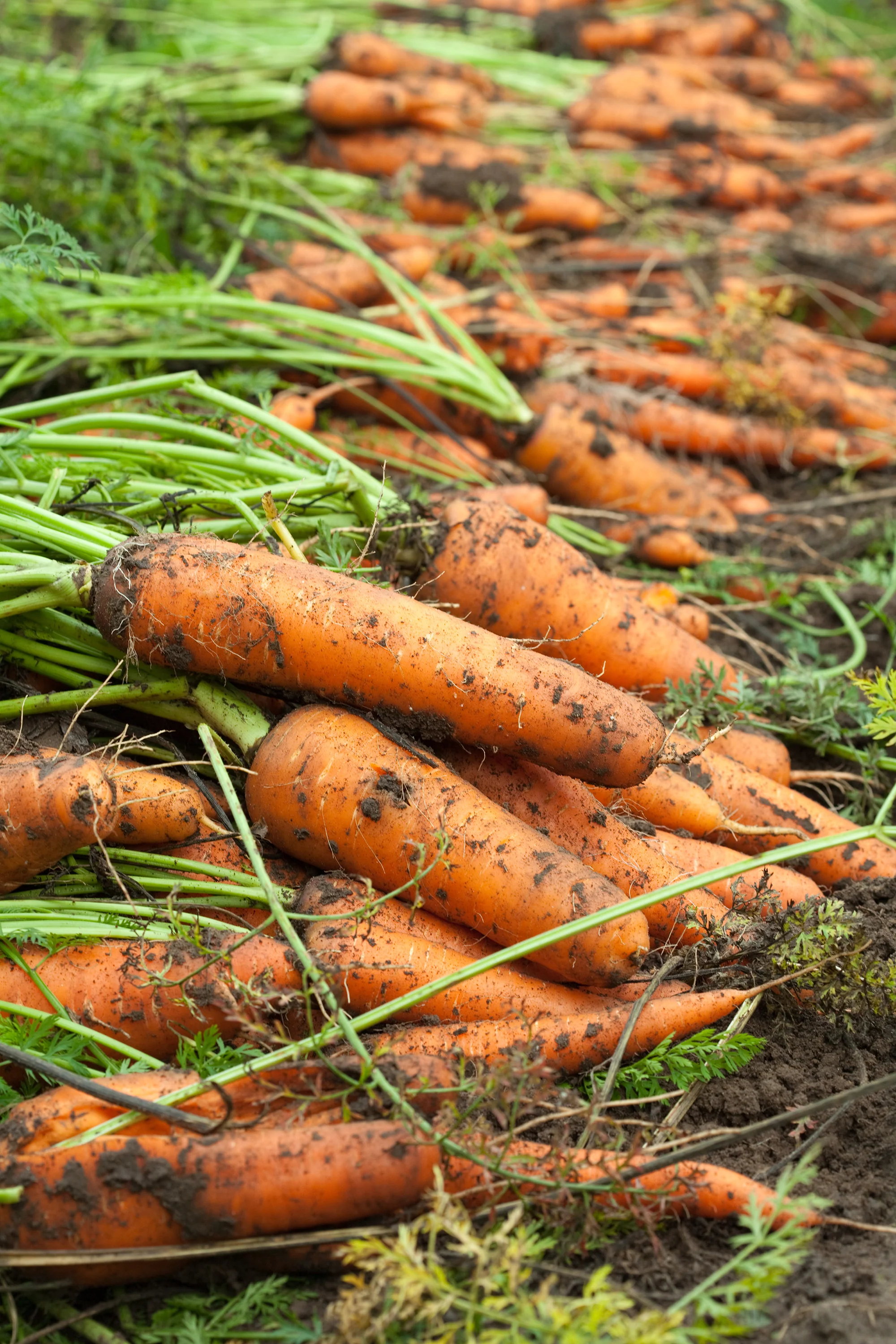 Kuroda Carrot Seeds