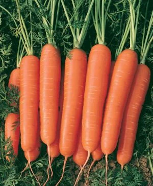 Kuroda Carrot Seeds - Image 2