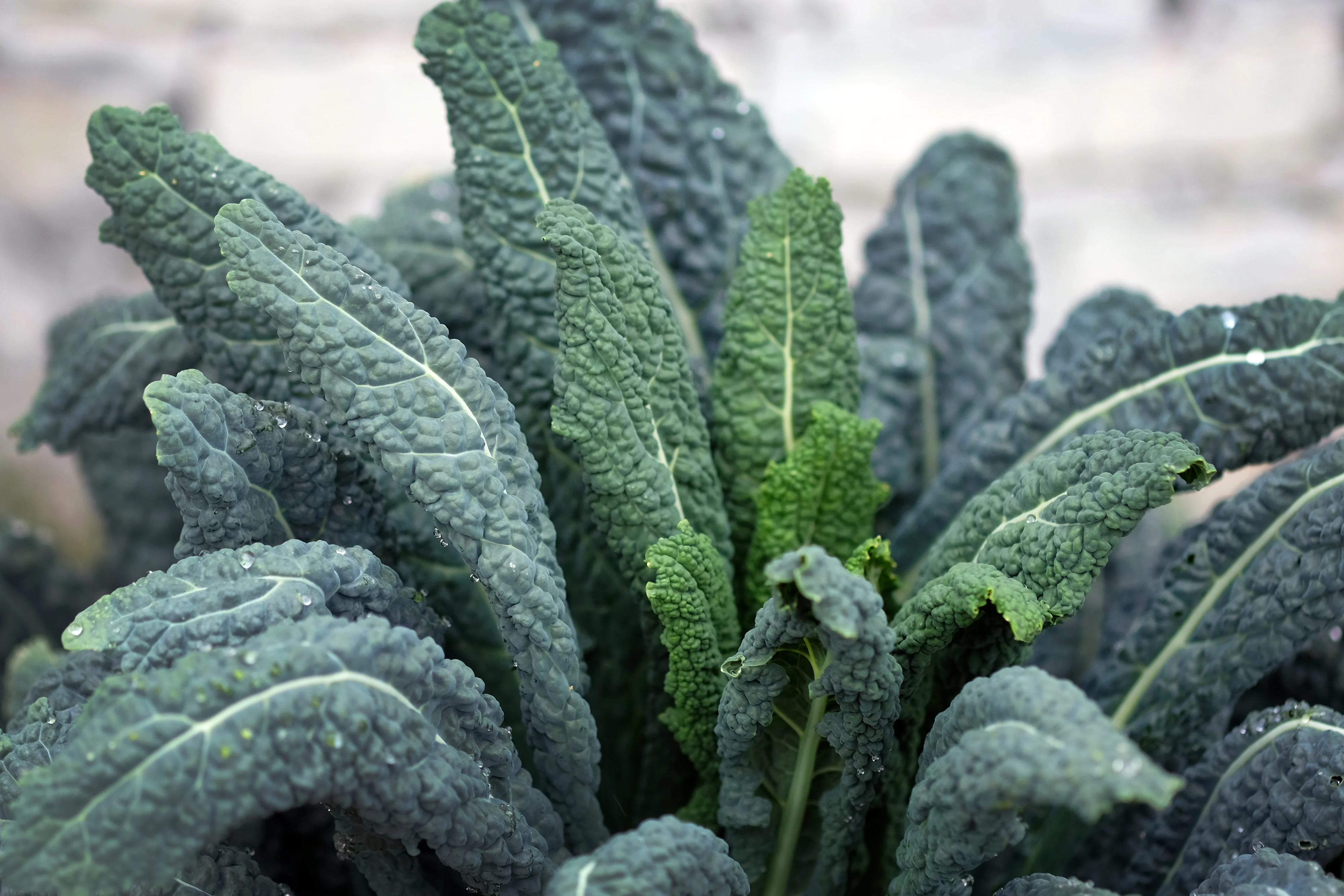 Lacinato Kale Seeds