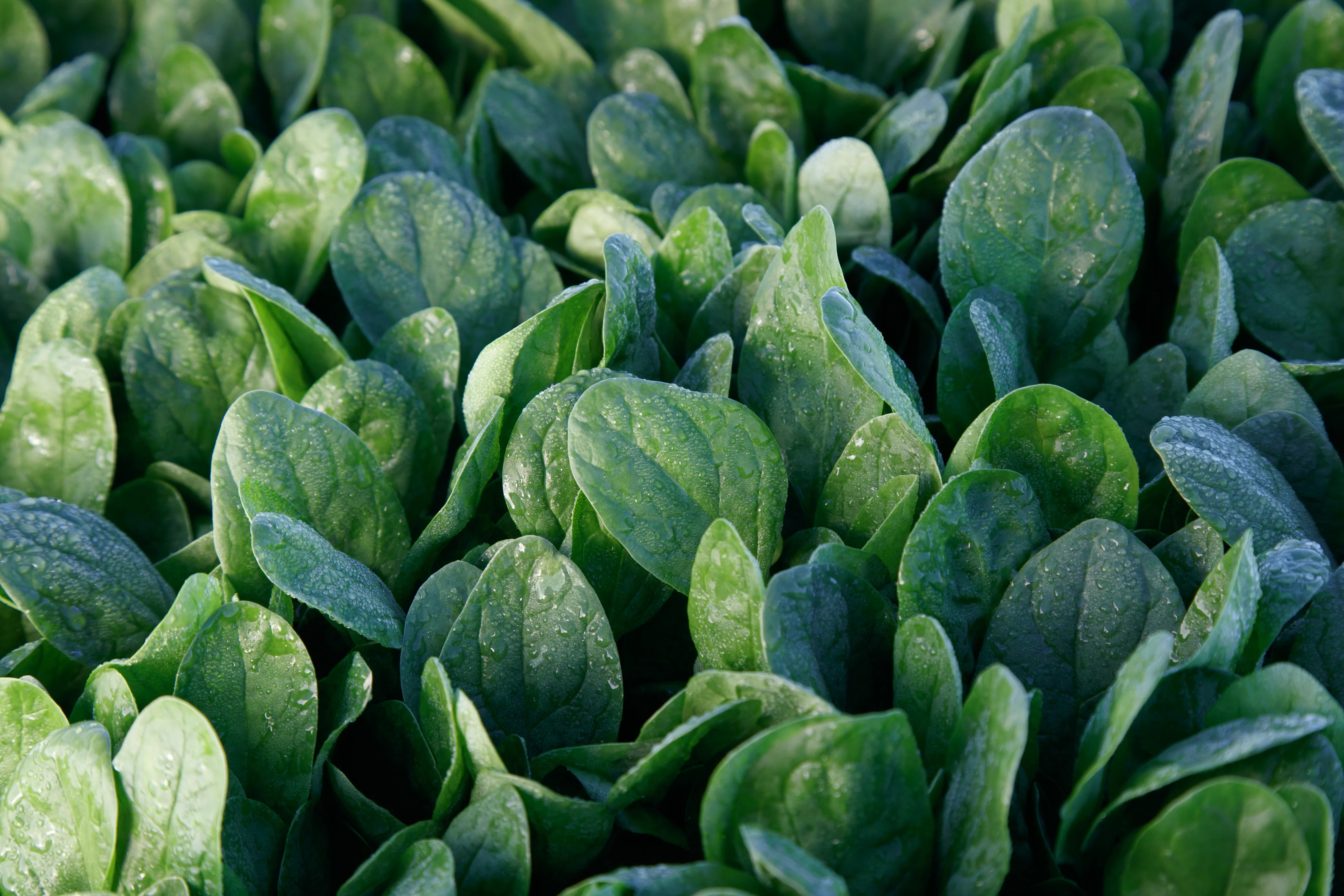 Lakeside Hybrid Spinach (225 seeds), Container Collection