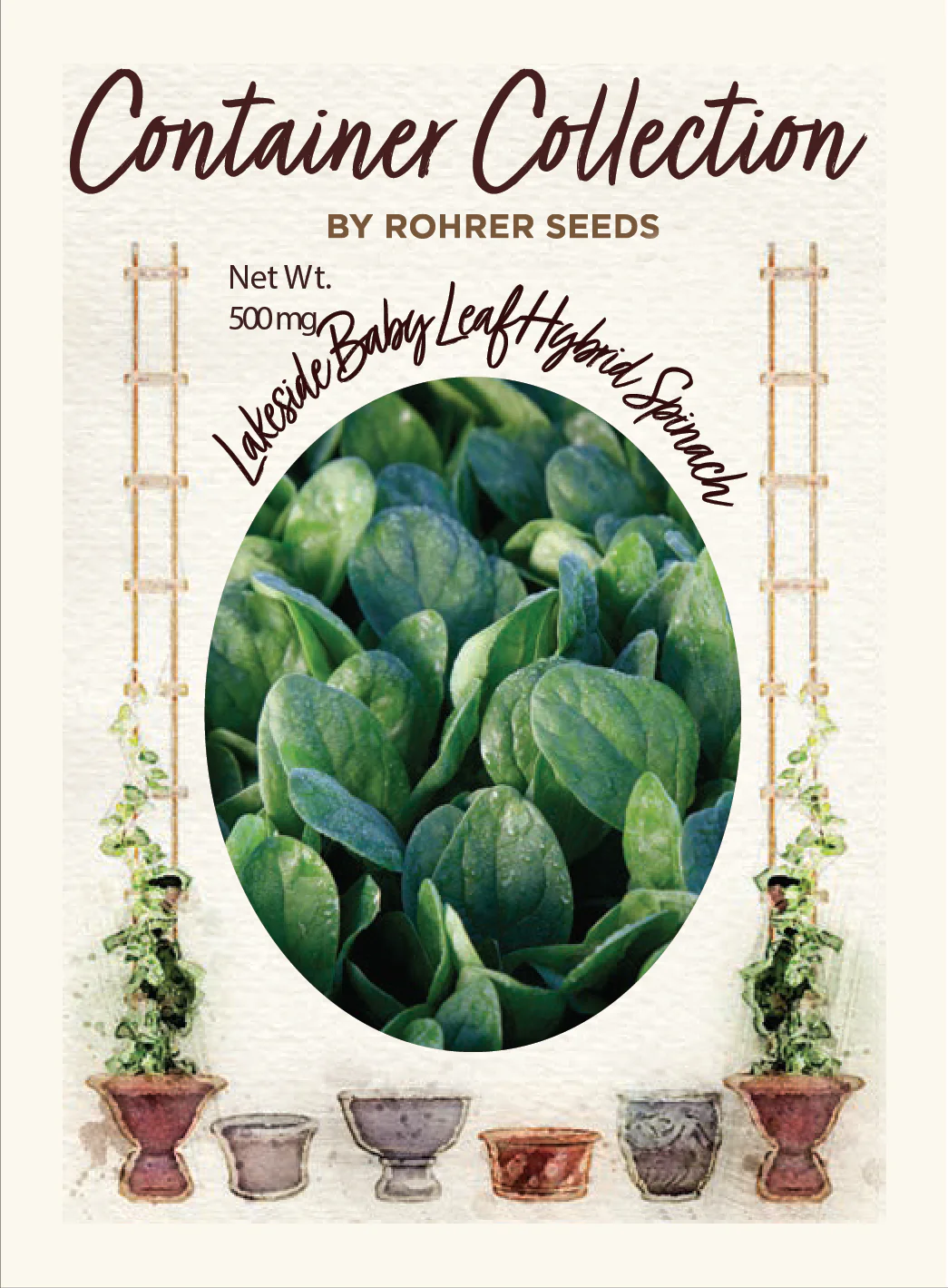 Lakeside Hybrid Spinach (225 seeds), Container Collection - Image 2