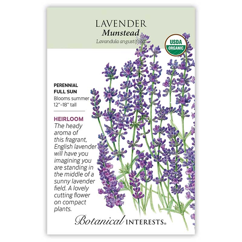 Munstead Lavender