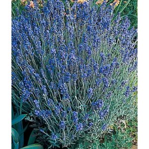 Lavender Lady