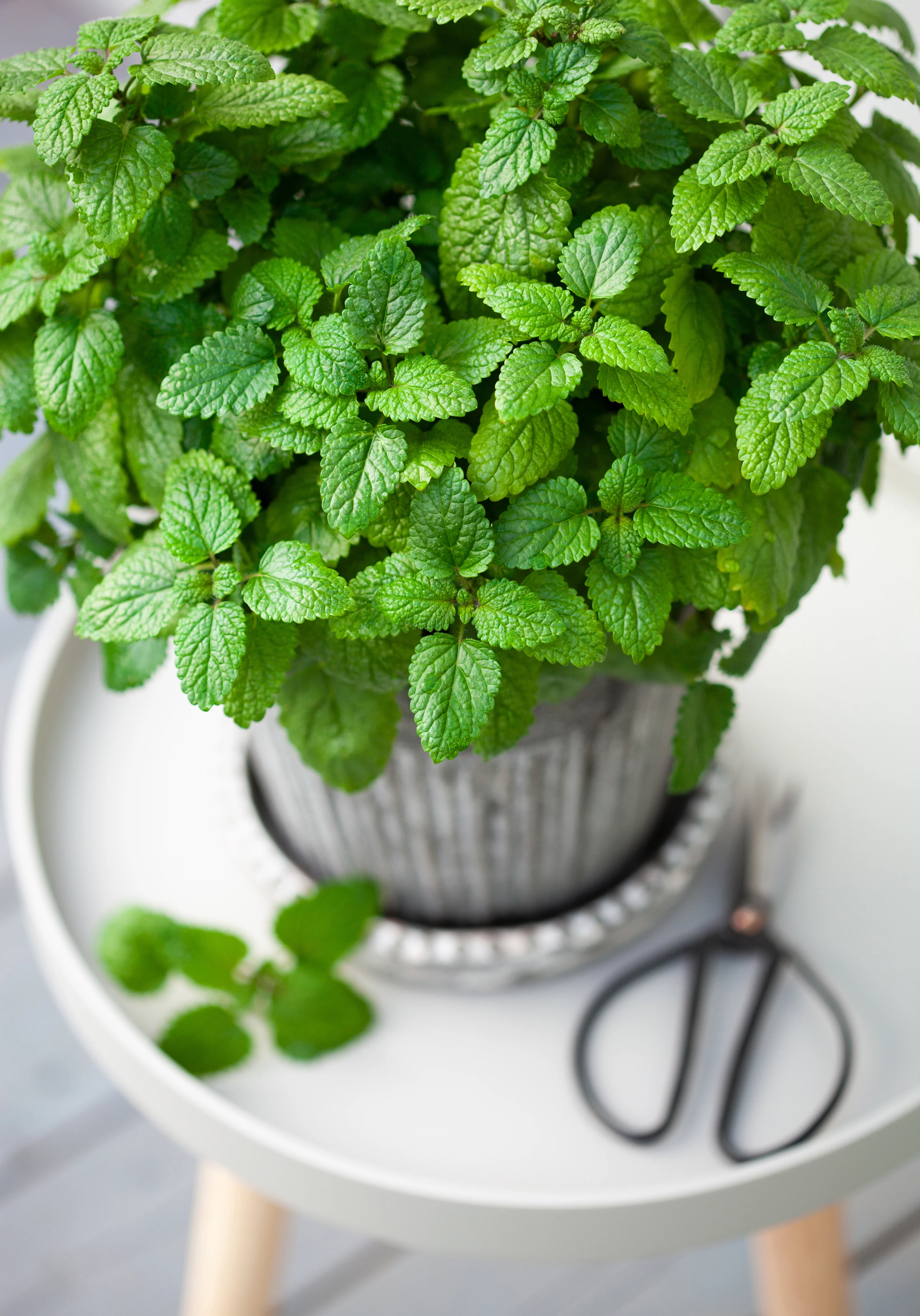 Lemon Balm Seeds