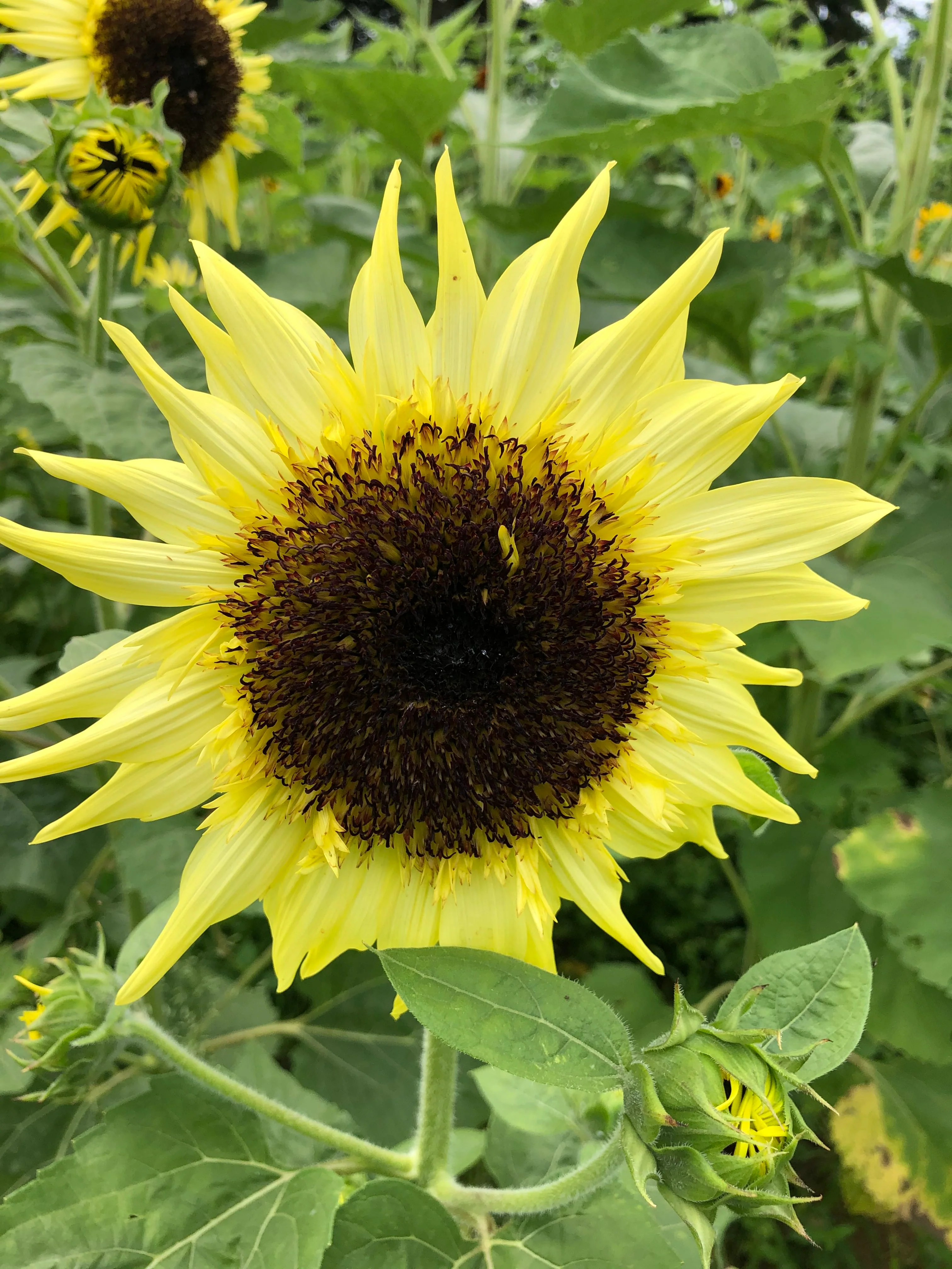 Lemon Queen Sunflower Seeds