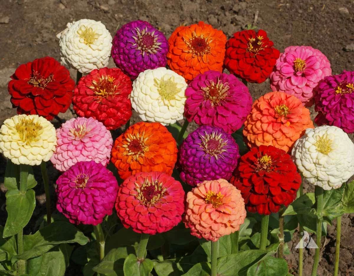 Lilliput Double Zinnia Seed Mix