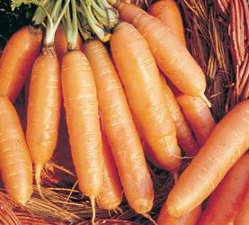 Little Finger Carrot Seeds - Image 2