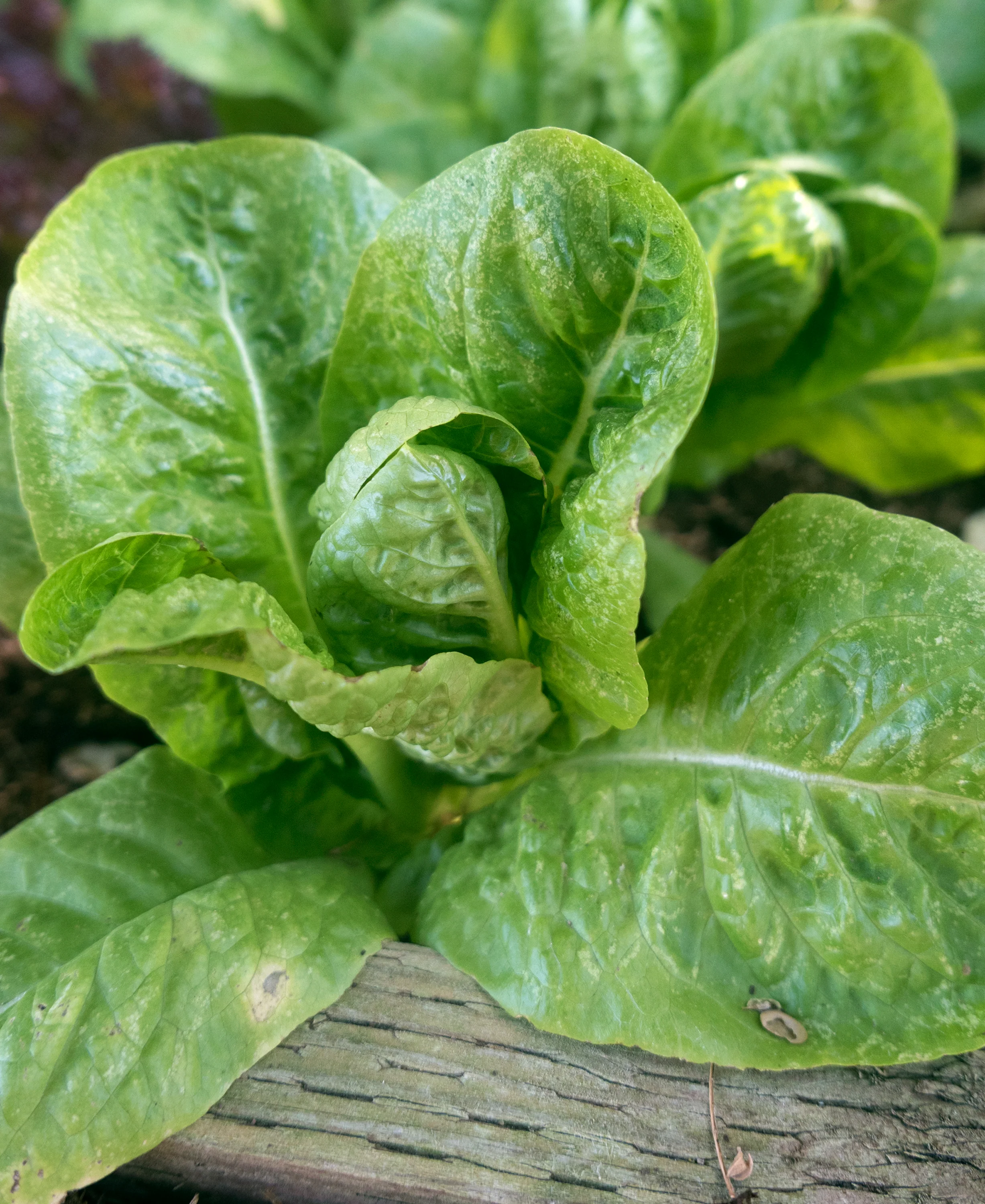 Little Gem Romaine Lettuce (1,500 seeds), Container Collection