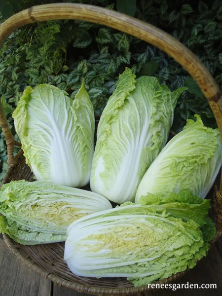 Little Jade Baby Napa Cabbage