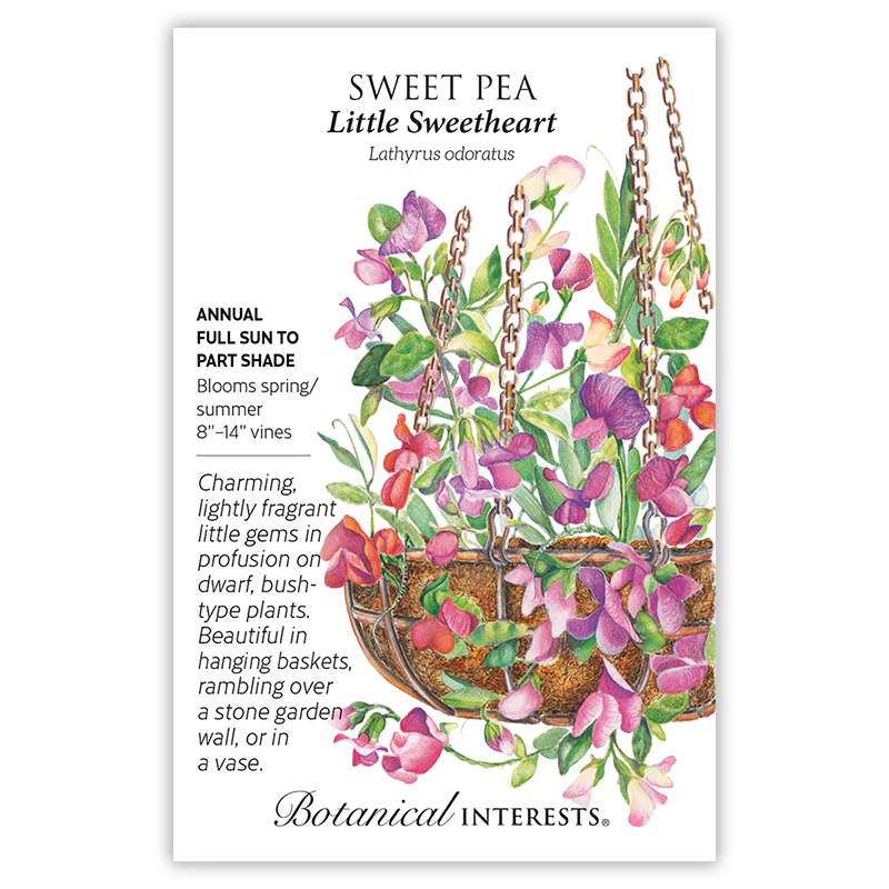 Little Sweetheart Sweet Pea