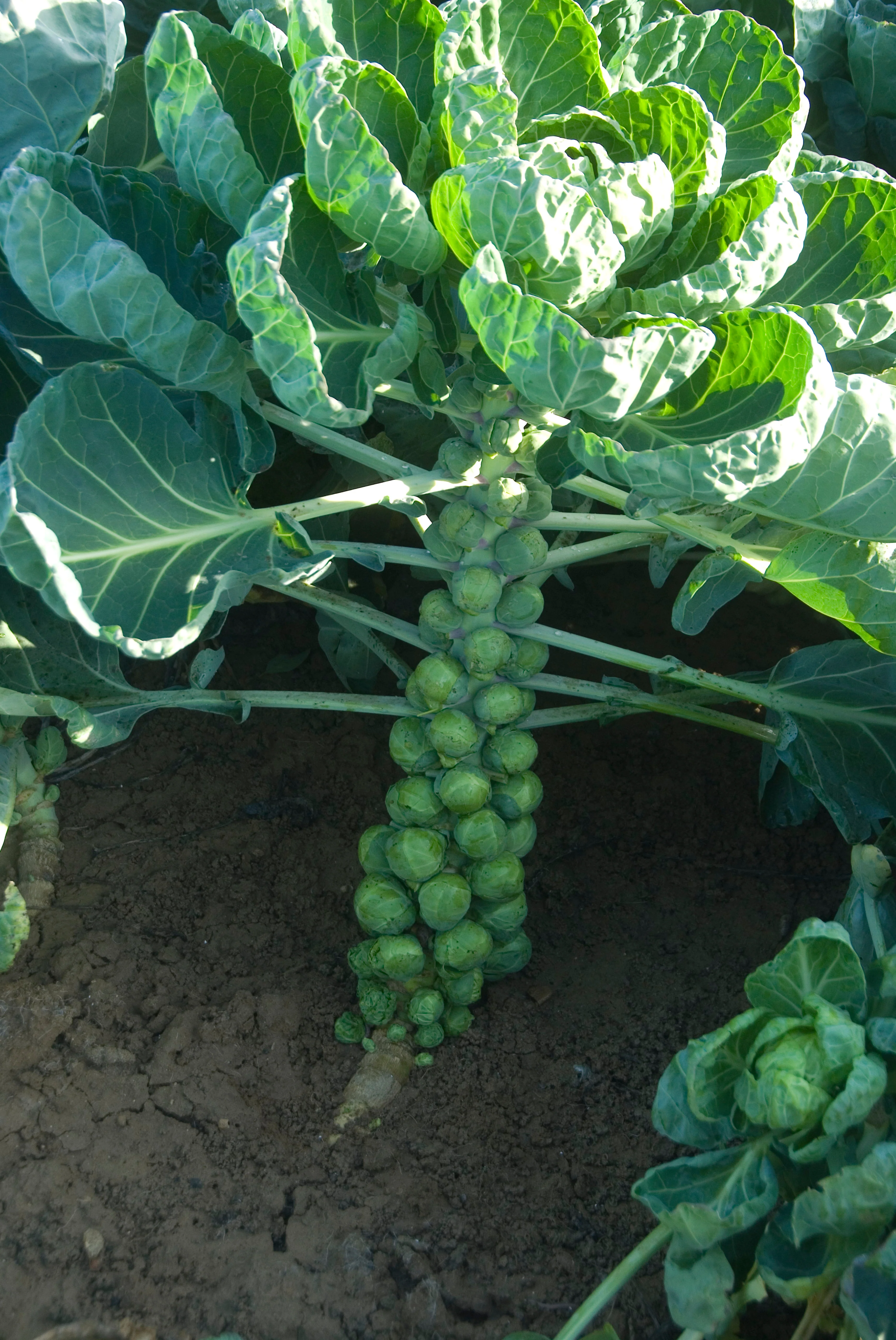 Long Island Improved Brussels Sprout Seeds