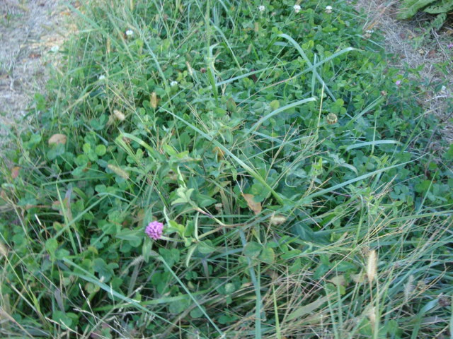 Lowland Pasture Mixture Seeds (50 Lb)