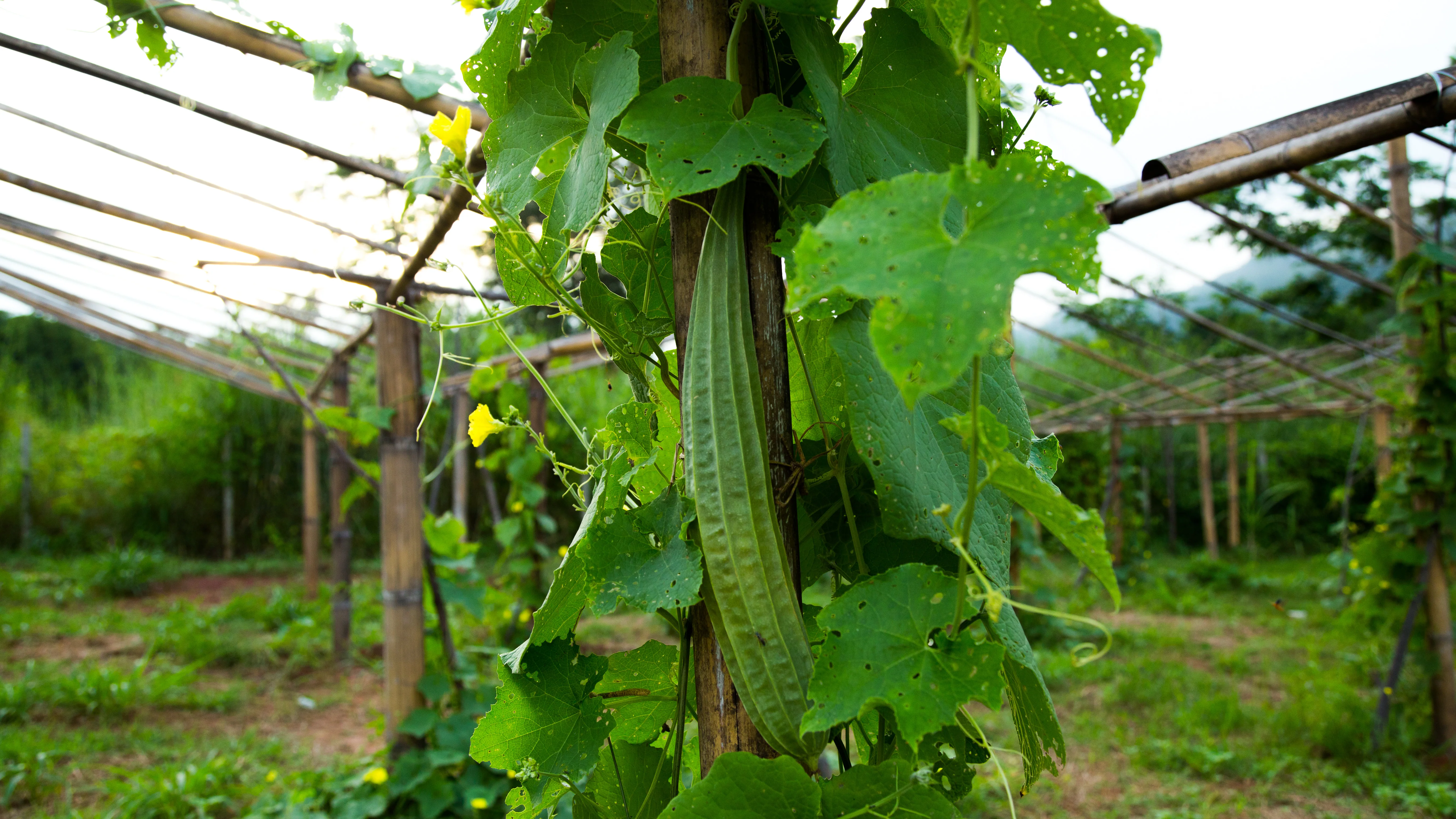 Luffa Gourd Seeds - Image 2
