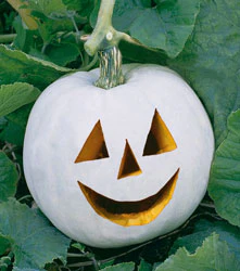 Lumina Pumpkin Seeds
