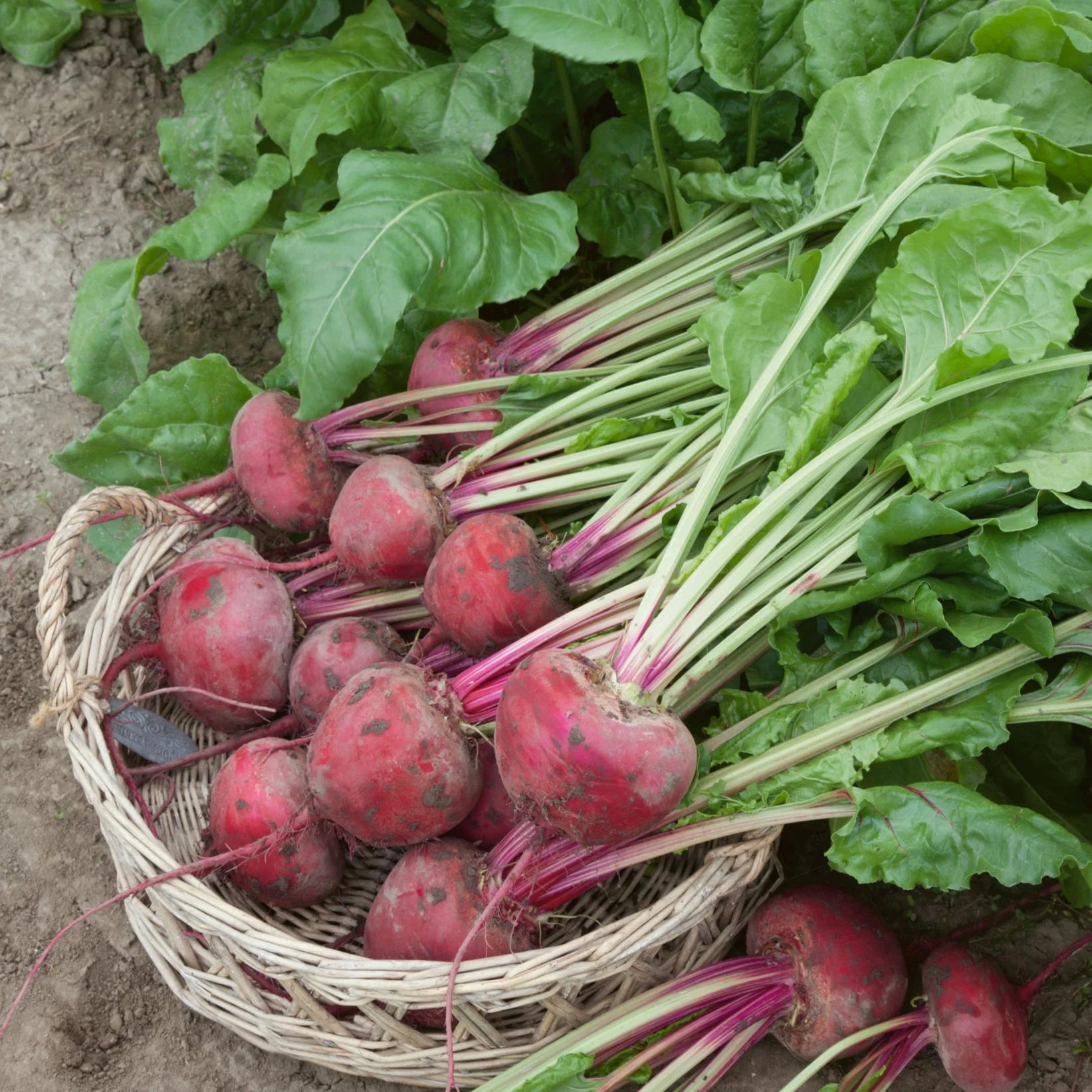 Lutz's Green Leaf Beet Seeds