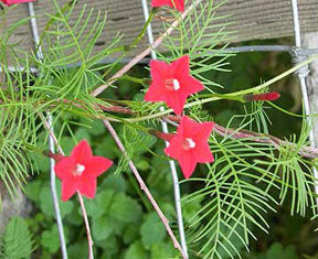 Maiden's Feather Cypress Vine