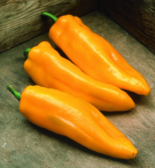 Mama Mia Giallo Hybrid Pepper