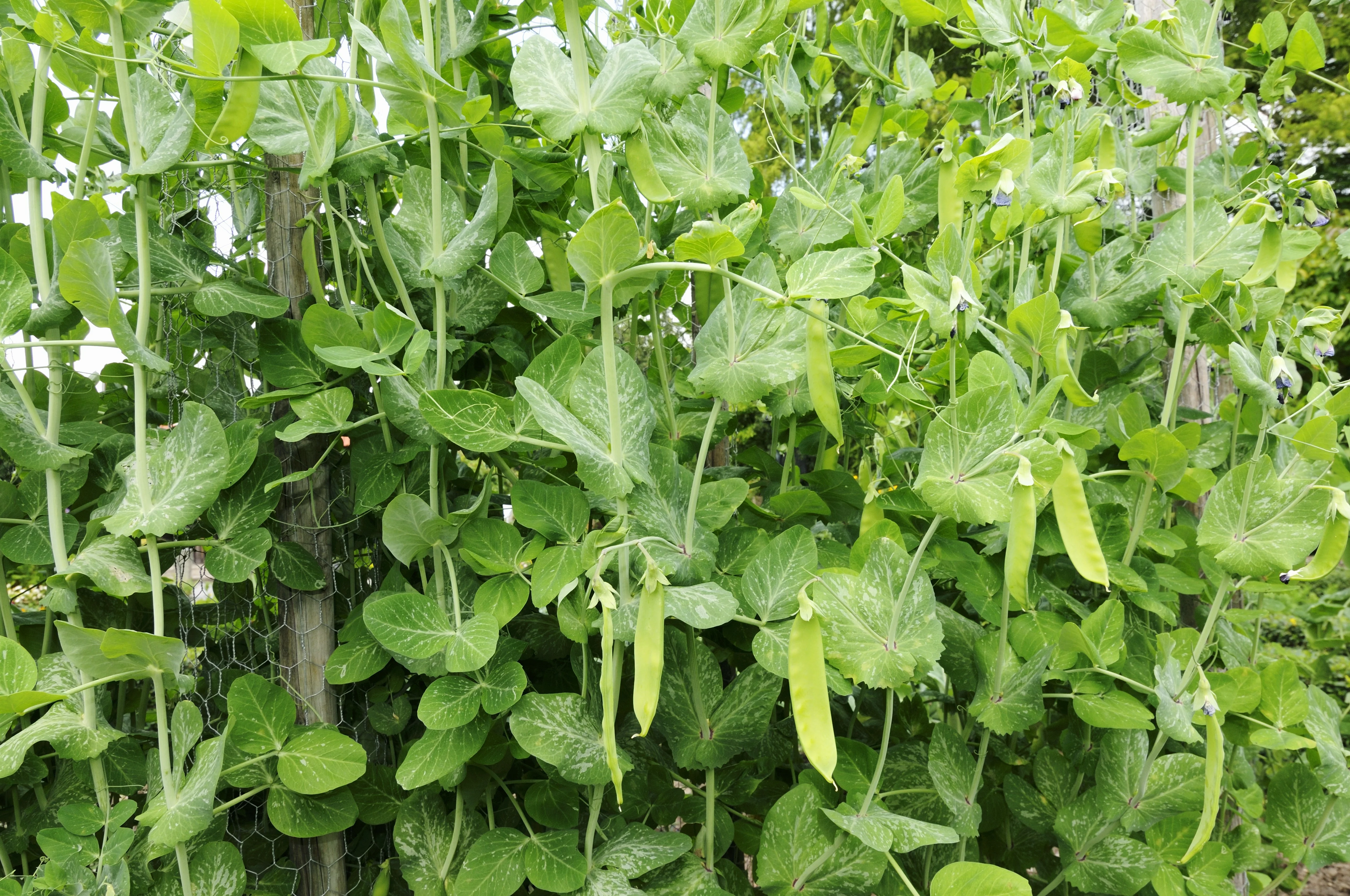 Mammoth Melting Sugar Pea Seeds