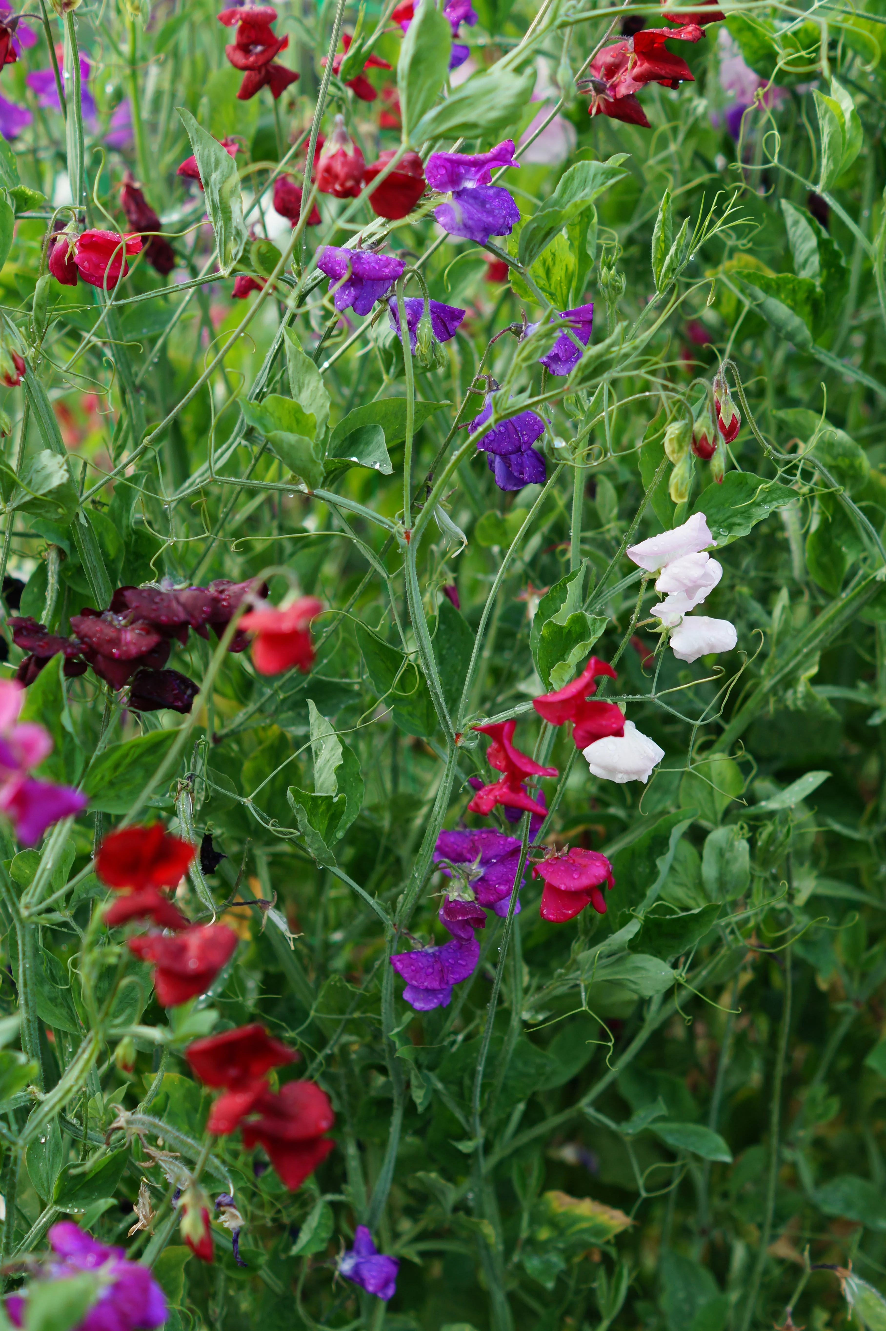 Mammoth Mix Sweet Pea Seeds