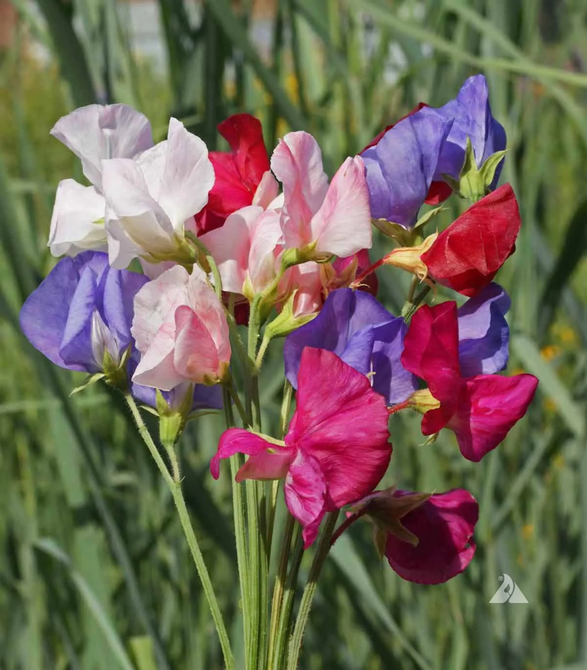 Mammoth Mix Sweet Pea Seeds - Image 2