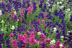 Marble Arch Salvia