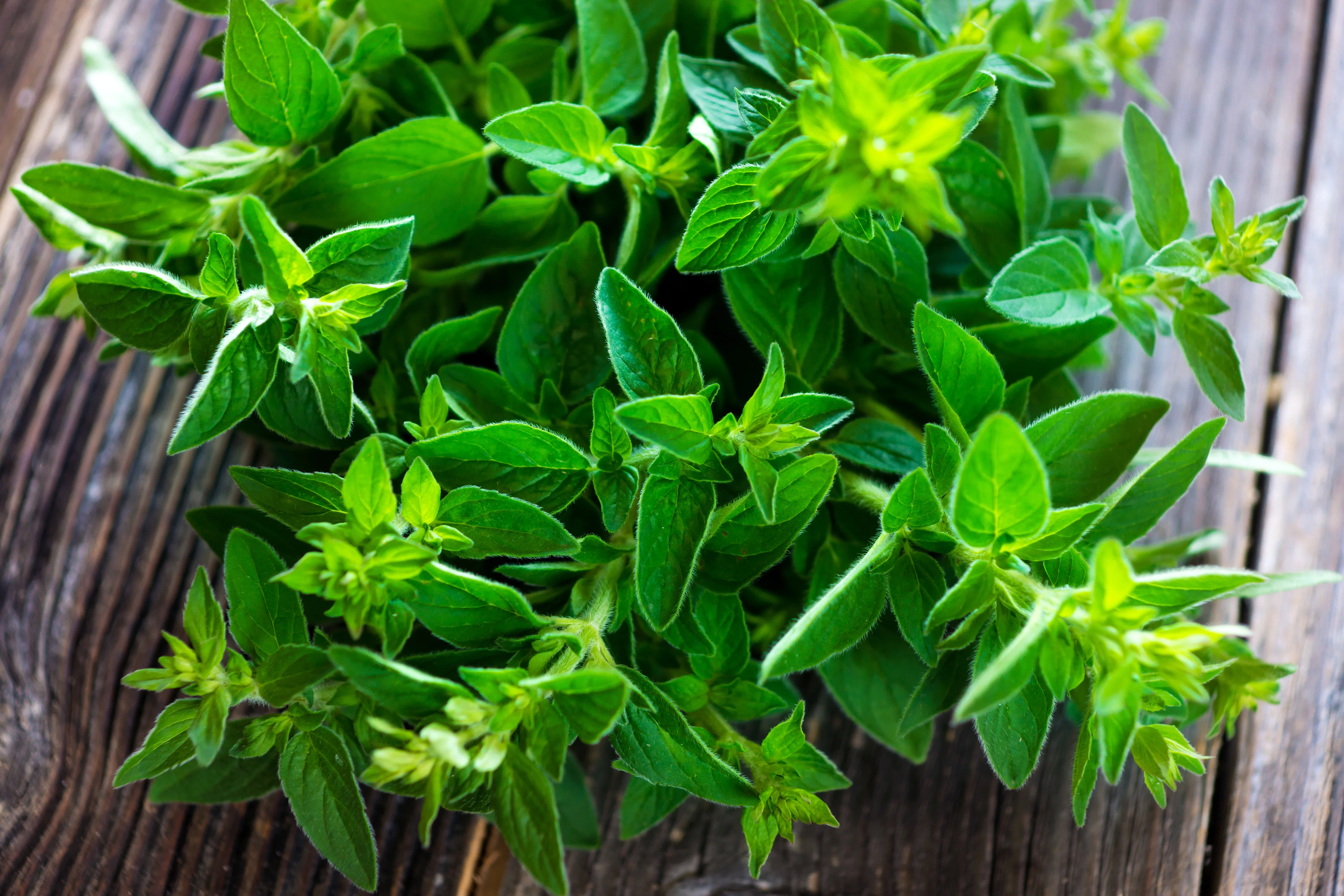 Marjoram Seeds