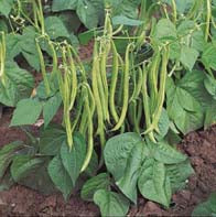 Maxi Bush Bean Seeds