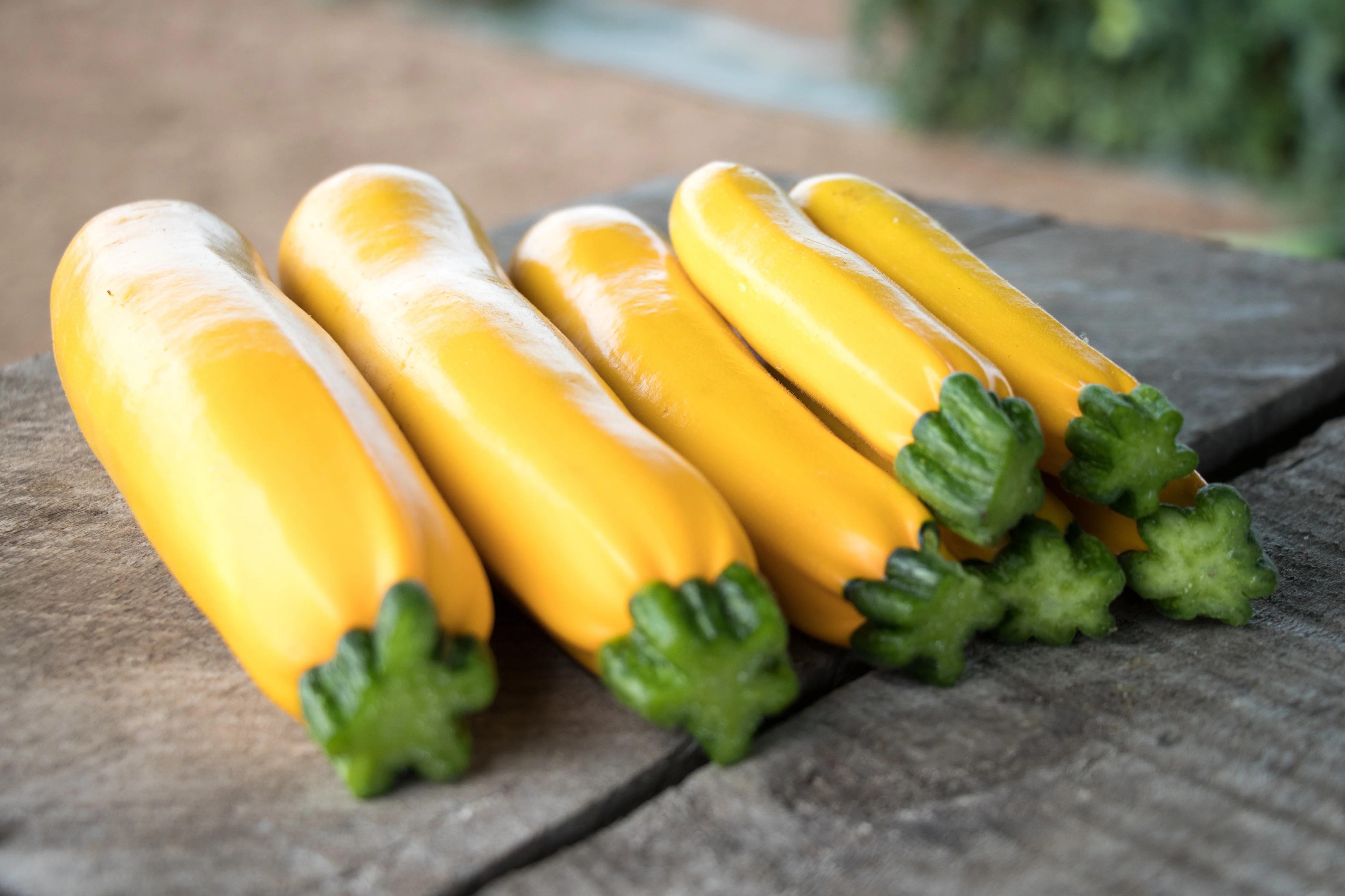 Max's Gold F1 Hybrid Summer Squash (15 seeds), Container Collection