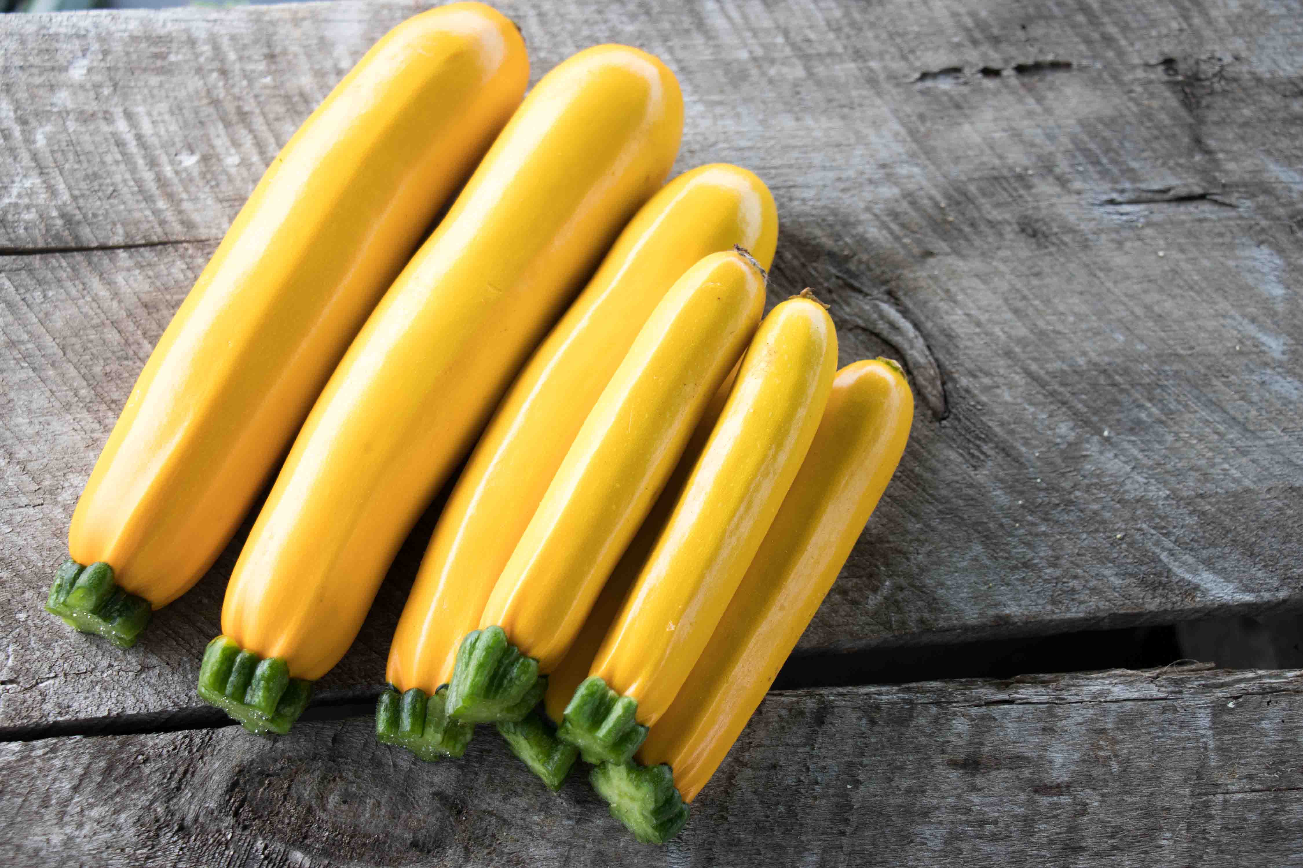 Max's Gold F1 Hybrid Summer Squash (15 seeds), Container Collection - Image 3