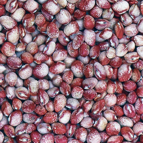 Mayflower Bean