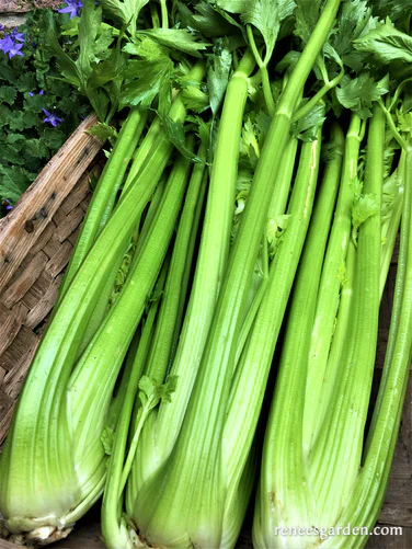Merlin Celery - Image 2