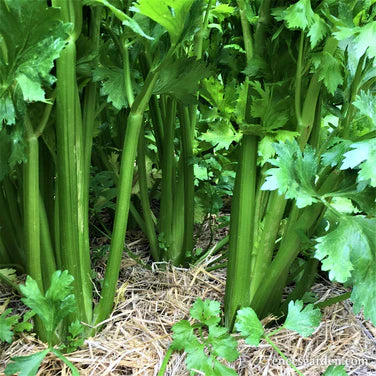 Merlin Celery - Image 3