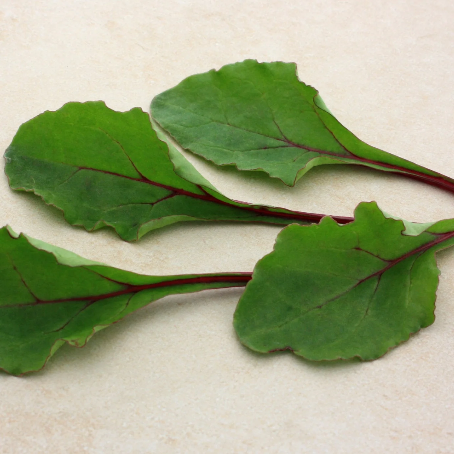 Merlin Hybrid Beet Seeds - Image 3
