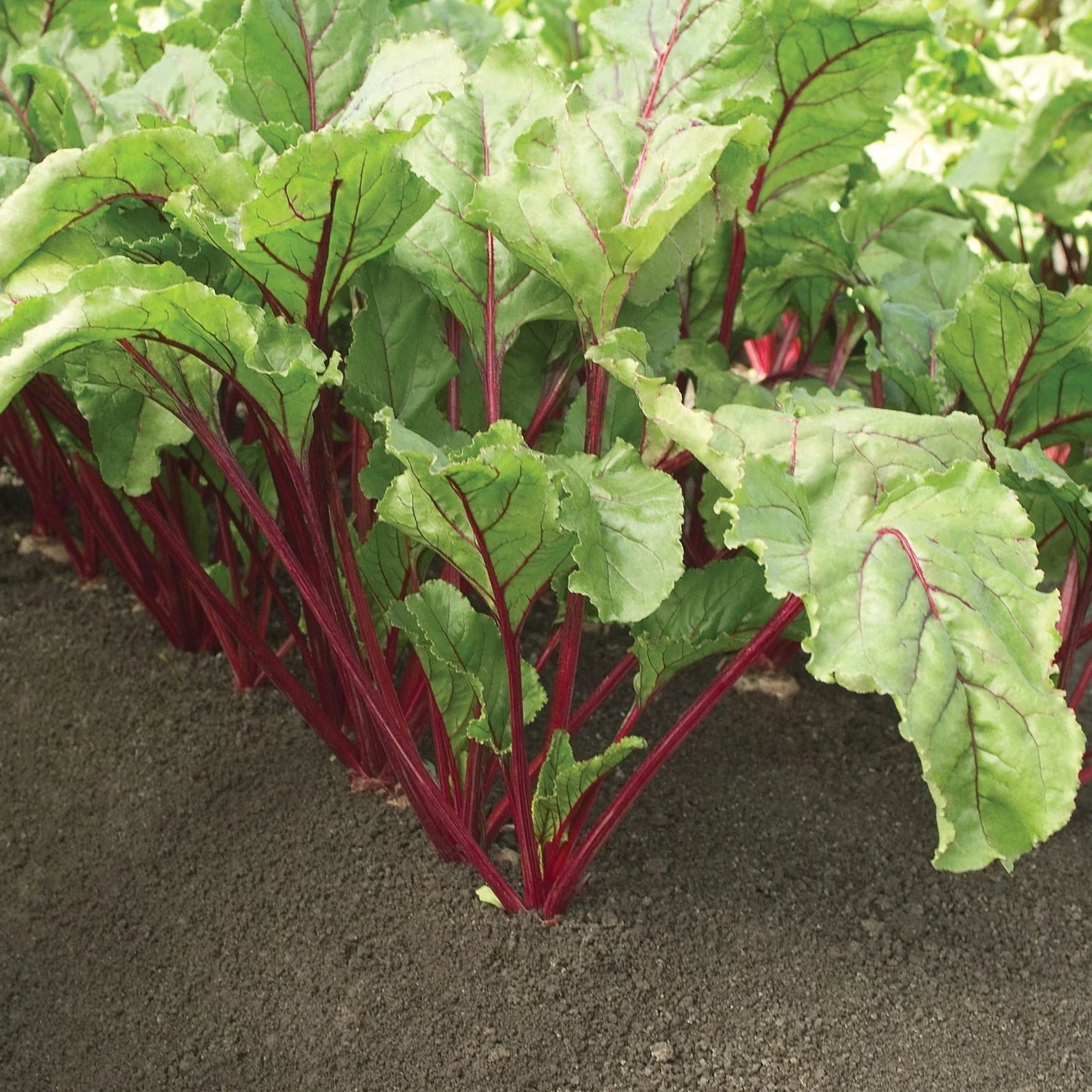 Merlin Hybrid Beet Seeds - Image 4