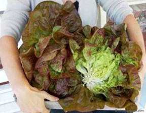 Merveille De Four Saisons Lettuce
