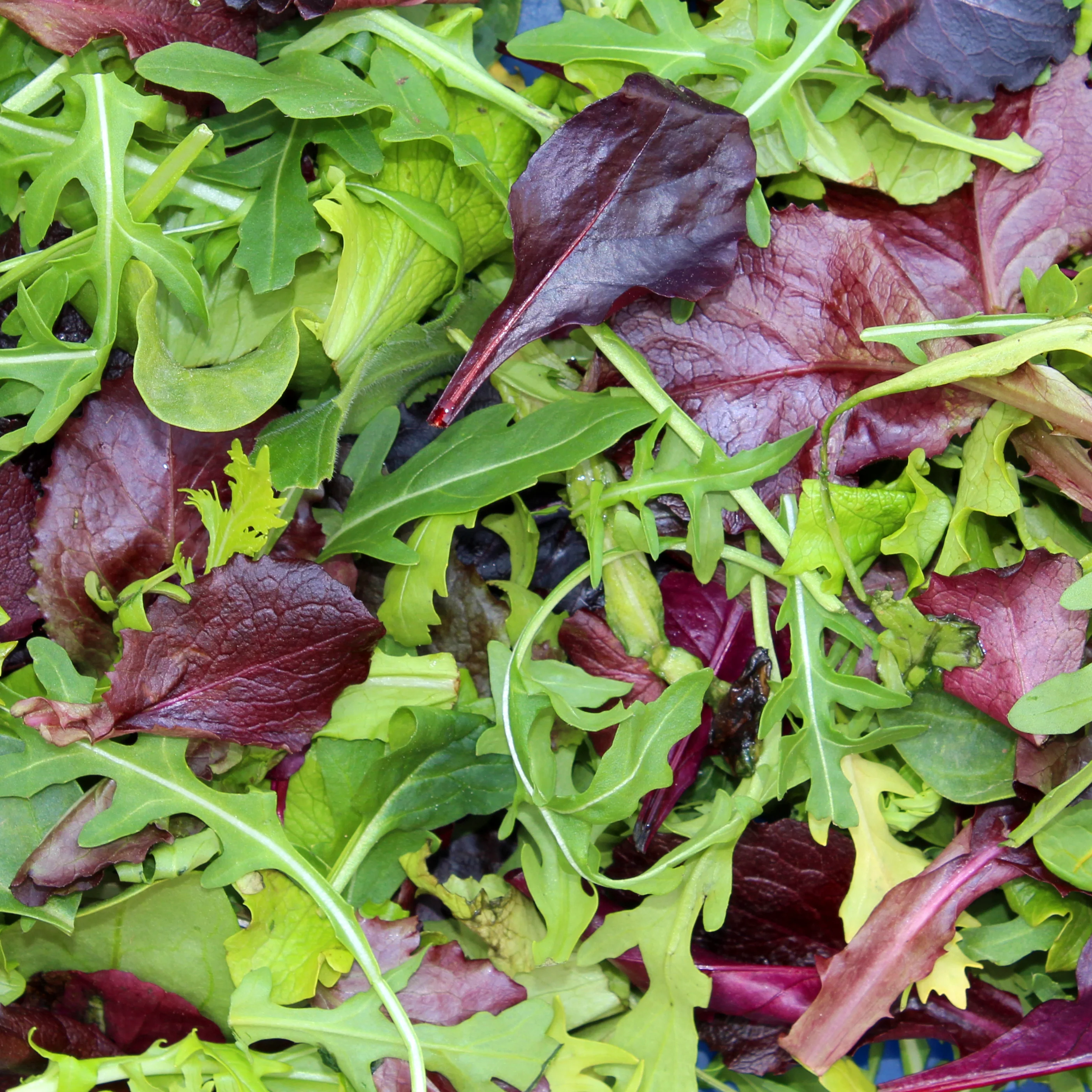 Mesclun Salad Mix Seeds
