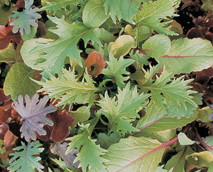 Mesclun Salad Mix Seeds - Image 2
