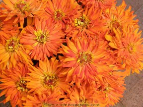 Mighty Lion Butterfly Zinnias - Image 2