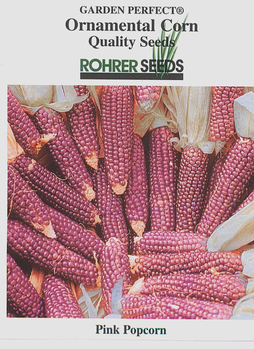 Early Pink Popcorn Ornamental Corn Seeds