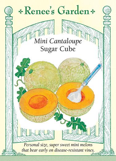 Mini Sugar Cube Cantaloupe Melon - Image 2