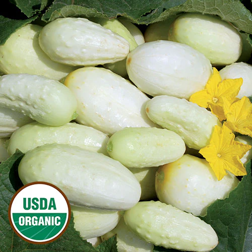 Mini White Cucumber