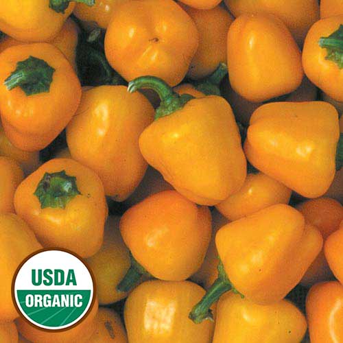 Miniature Yellow Sweet Bell Pepper