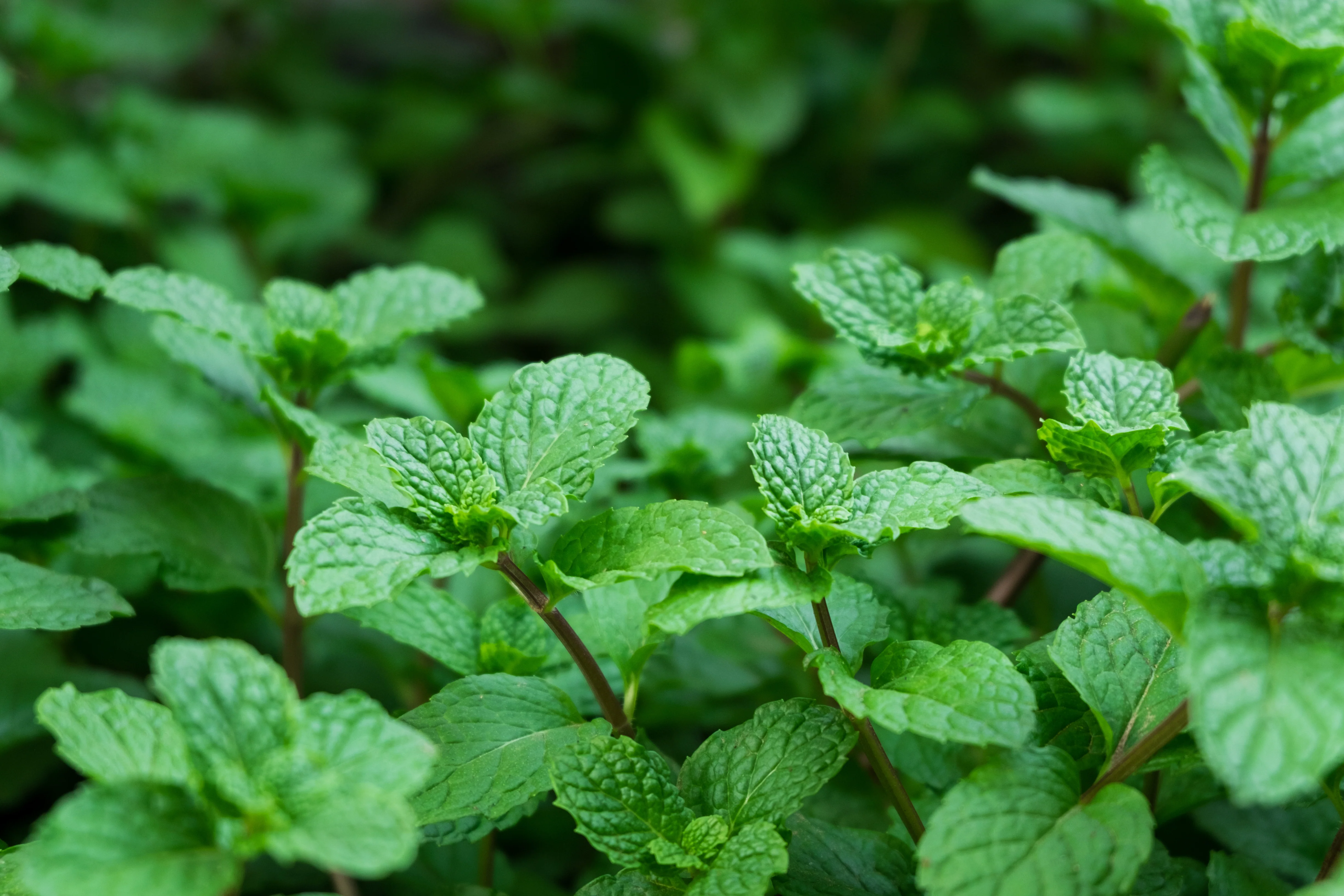 Peppermint Seeds