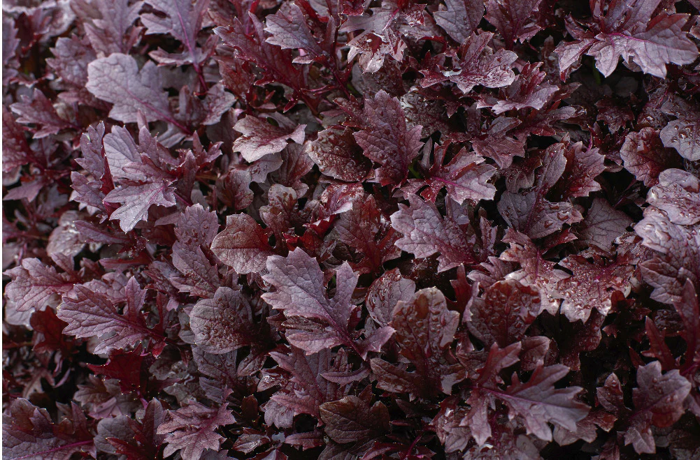 Miz America Hybrid Mizuna Seeds
