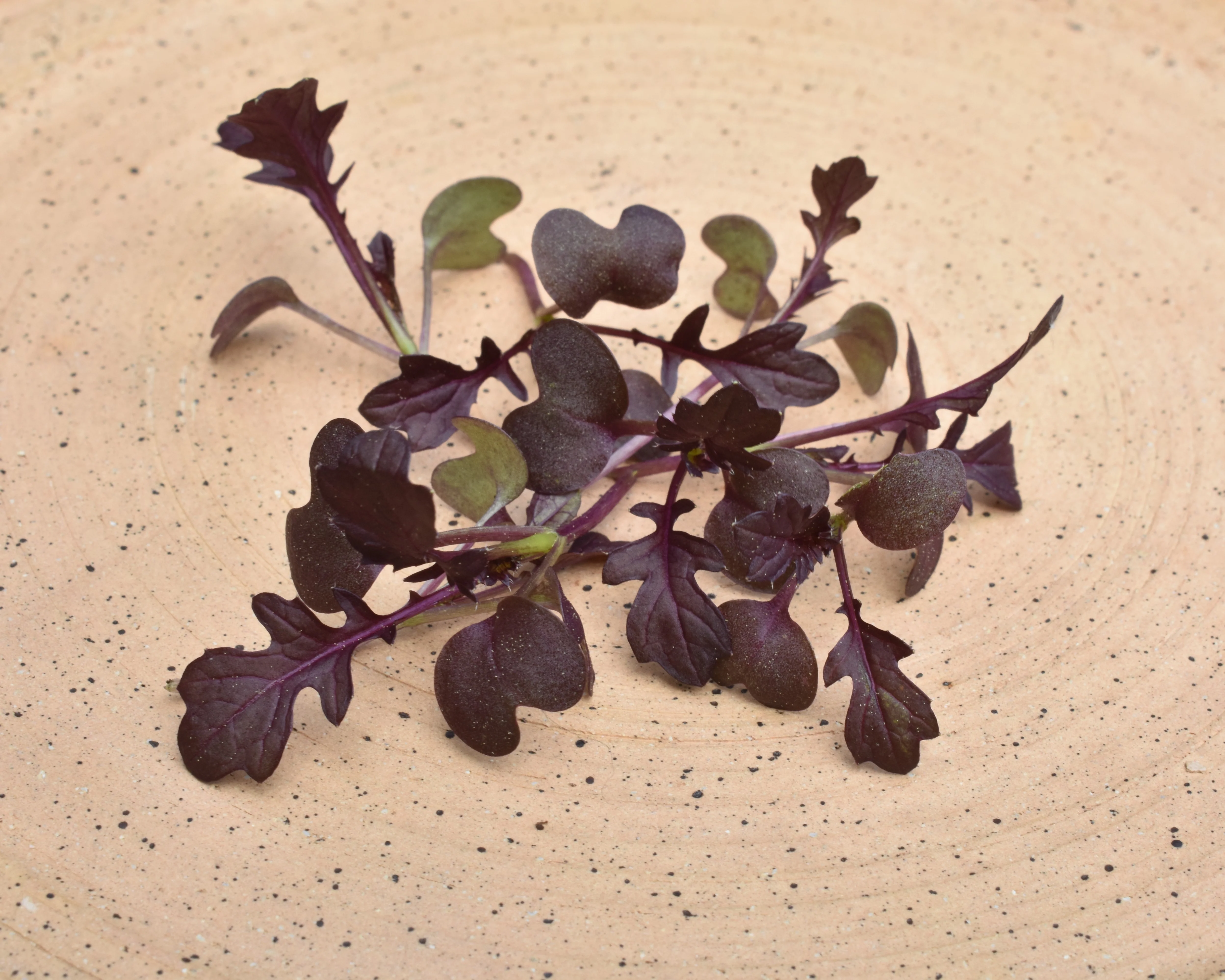 Miz America Hybrid Mizuna Seeds - Image 3